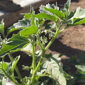 Photo of the plant species American Black Nightshade by @AlertOregano1 named Forrest on Greg, the plant care app