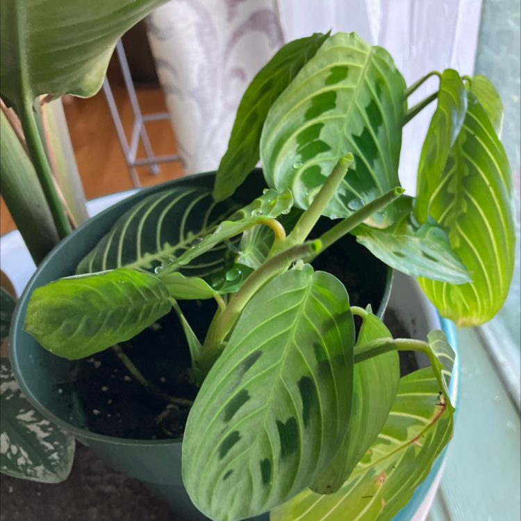 Acid storm 🤑✌️