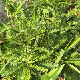 Photo of the plant species Sulphur Cinquefoil by @ProFuscia94 named Sherlock on Greg, the plant care app