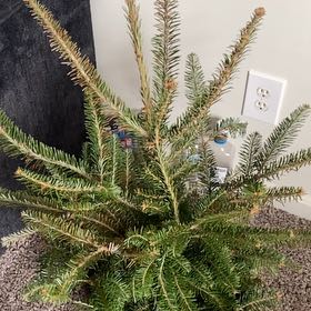 Photo of the plant species Silver Fir by @SirFlax86 named Gates on Greg, the plant care app