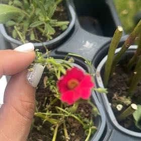 Photo of the plant species Nemesia 'Sunsatia Cranberry' by @GemCherryred13 named Ronaldo on Greg, the plant care app