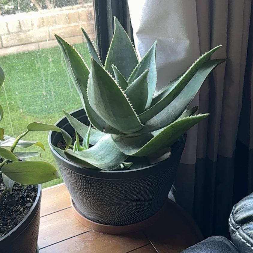 Photo of the plant species Ghost Aloe by @GraceFrog named Taylor Swift on Greg, the plant care app