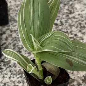 Photo of the plant species European White Hellebore by @NewTutu53 named Marilyn on Greg, the plant care app