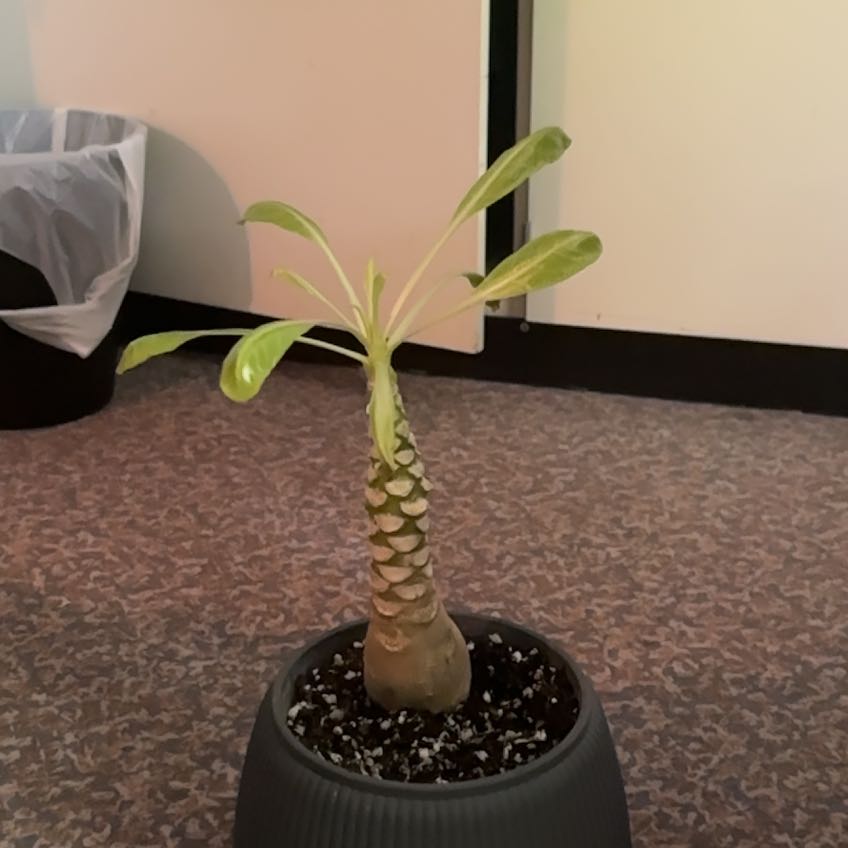 Photo of the plant species Hawaiian Palm by @MellowLungwort named Montoya on Greg, the plant care app