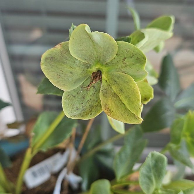 Photo of the plant species Green Hellebore by @ClearKanono15 named Gregarious on Greg, the plant care app
