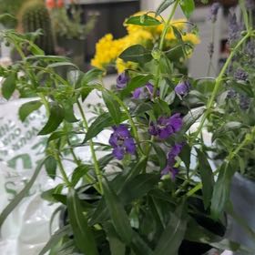 Photo of the plant species Summer Snapdragon by @SleekOmnom13 named Gobi on Greg, the plant care app