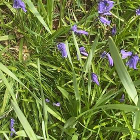 Photo of the plant species Common Bluebell by @FabOrchid71 named Bella on Greg, the plant care app