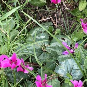 Photo of the plant species Spring Sowbread by @FabOrchid71 named Elina on Greg, the plant care app