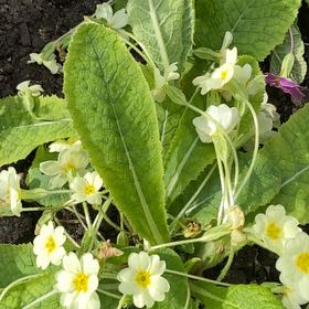 Photo of the plant species Common Primrose by @FabOrchid71 named Sproutacus on Greg, the plant care app