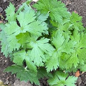 Photo of the plant species Globeflower by @FabOrchid71 named Lebron on Greg, the plant care app