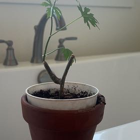 Photo of the plant species Baboon's Cucumber by @CutePapaya90 named Sir Plancelot on Greg, the plant care app