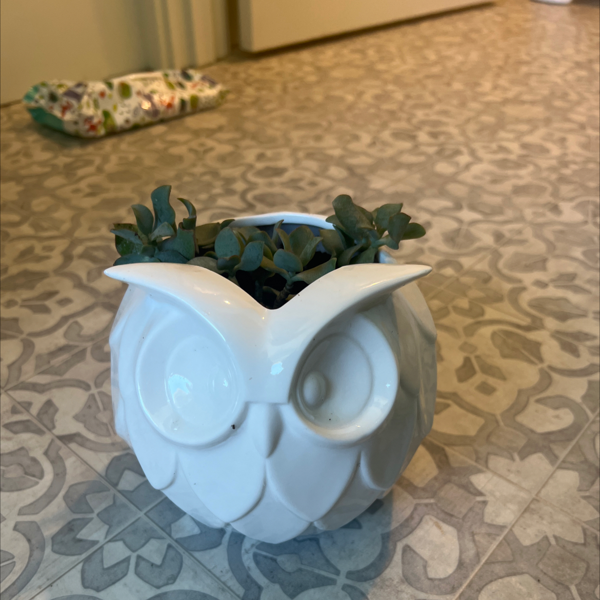 Photo of the plant species Curly Jade Succulent by @CutePapaya90 named Demi on Greg, the plant care app