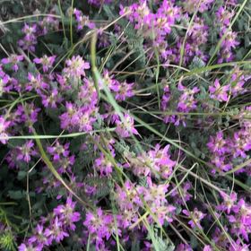 Photo of the plant species Elfin Thyme by @FastSalad94 named Kesha on Greg, the plant care app