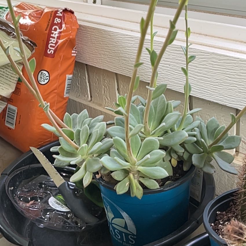 Photo of the plant species Rock Purslane by @HotChisme22 named Sir Plancelot on Greg, the plant care app