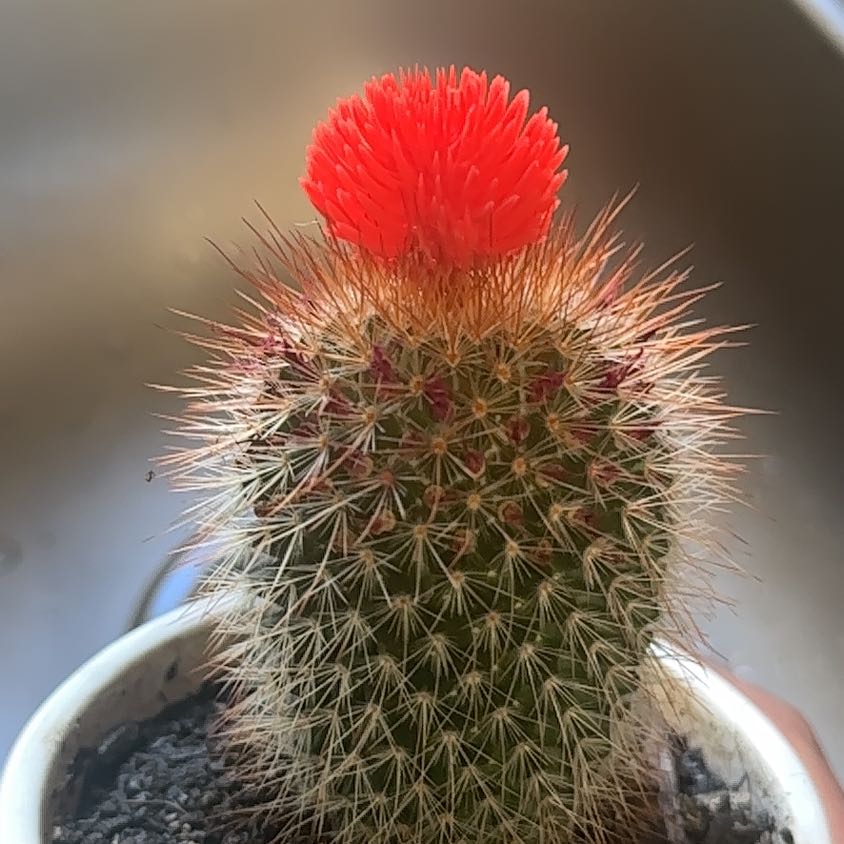 Photo of the plant species cactus by @ShowyMarjoram87 named Didi on Greg, the plant care app