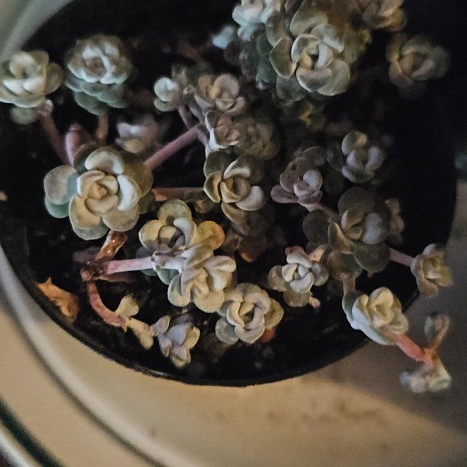 Photo of the plant species Sedum spathulifolium 'Cape Blanco' by @KinglyCostmary0 named Plato on Greg, the plant care app