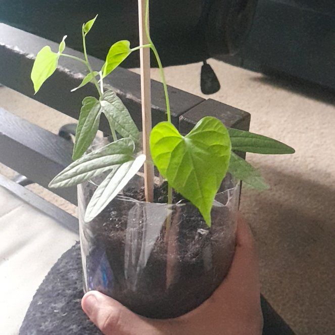Photo of the plant species Morning Glory by @TenderGutweed89 named Winter on Greg, the plant care app