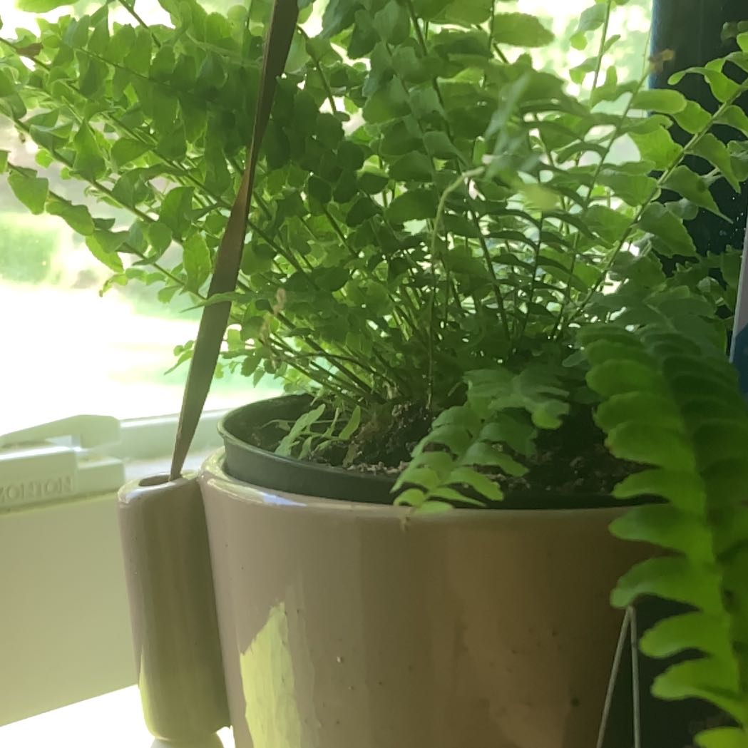 Photo of the plant species Western Maidenhair Fern by @QueenDeerberry named Ferny on Greg, the plant care app