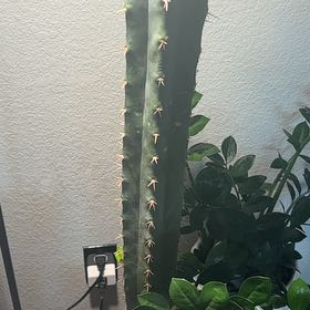 Photo of the plant species Peruvian Torch Cactus by @ZingPaparazzi72 named Darwin on Greg, the plant care app