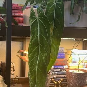 Photo of the plant species Anthurium Queen by @ZingPaparazzi72 named Maya on Greg, the plant care app