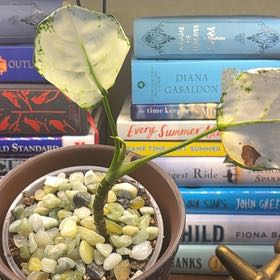 Photo of the plant species Aglaonema 'Beauty' by @ZingPaparazzi72 named Kardashian on Greg, the plant care app