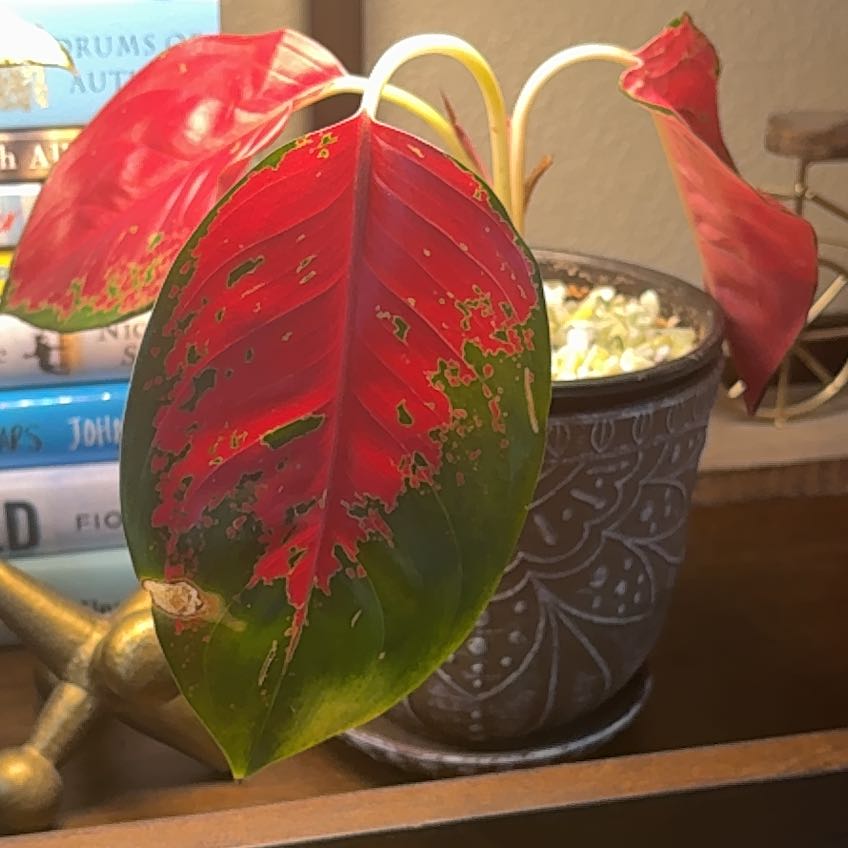 Photo of the plant species Red King by @ZingPaparazzi72 named Rosa on Greg, the plant care app