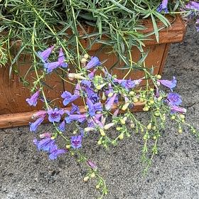 Photo of the plant species Penstemon 'Margarita BOP' by @AngelRosemoss34 named Margarita bop on Greg, the plant care app