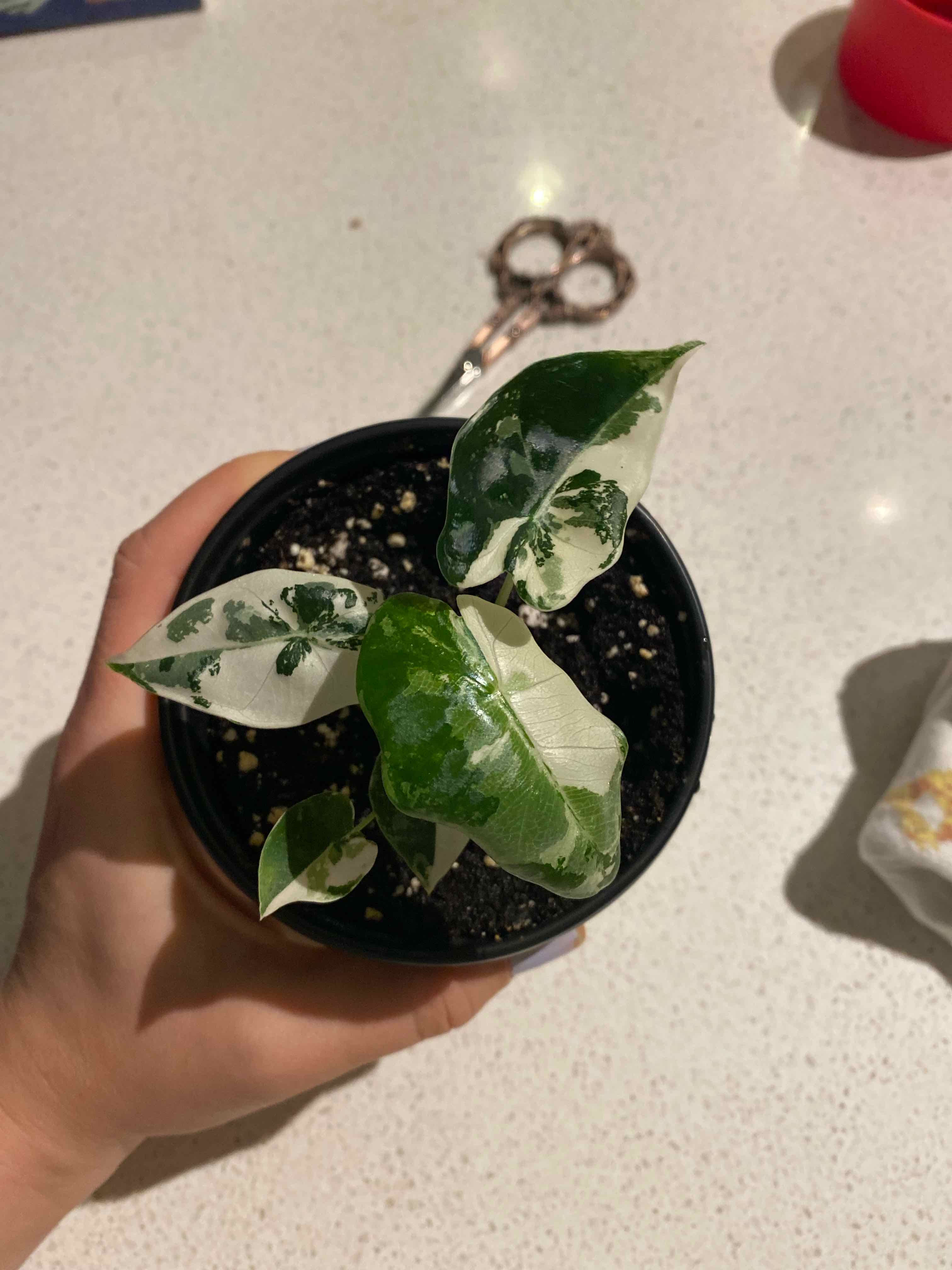 Variegated Alocasia frydek plant in a small pot held by a hand, with visible soil.