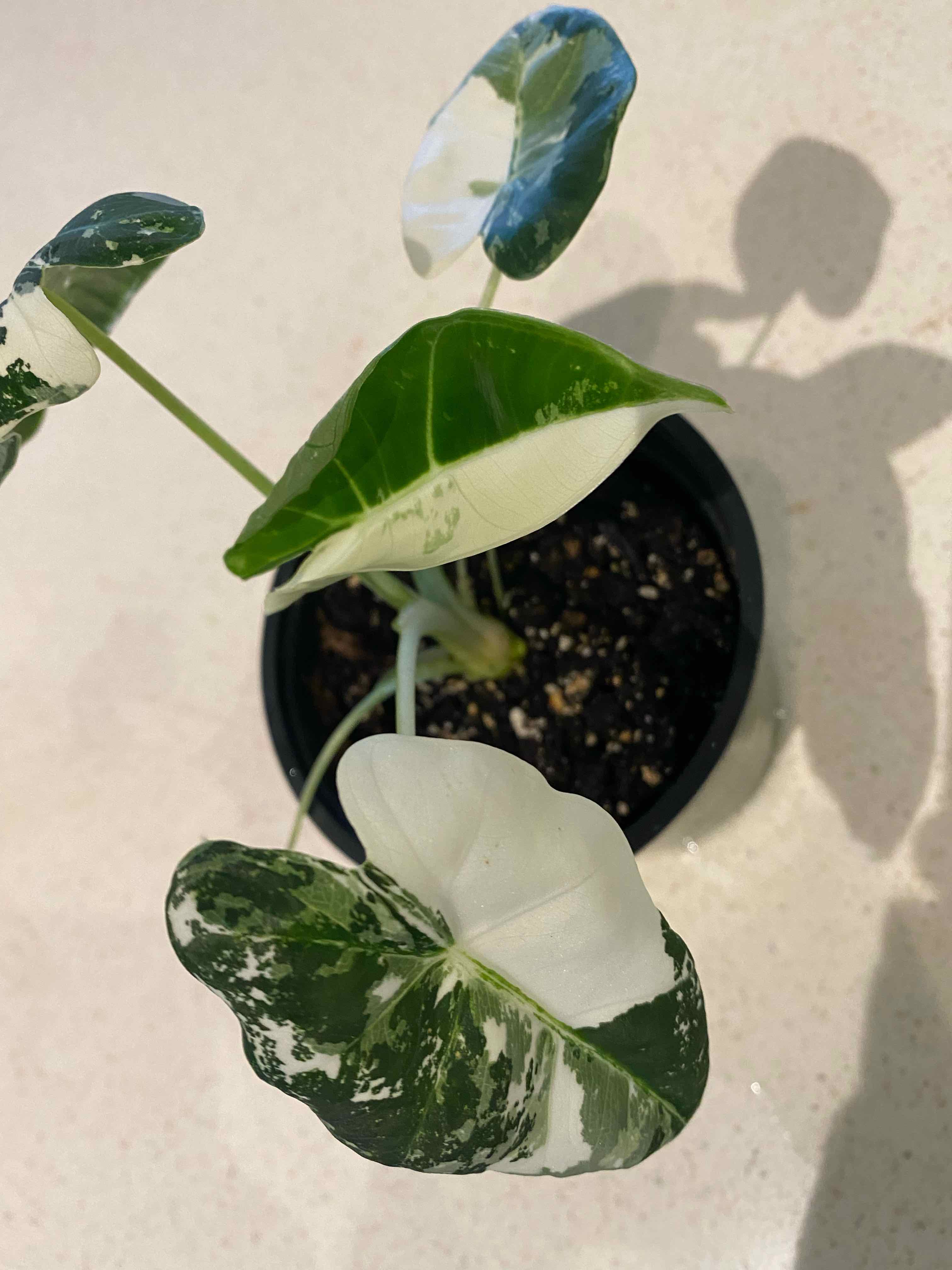 Variegated Alocasia frydek plant in a pot with healthy variegated leaves.