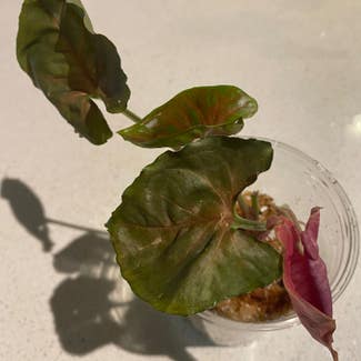 Syngonium 'Pink Spot' plant in Toronto, Ontario