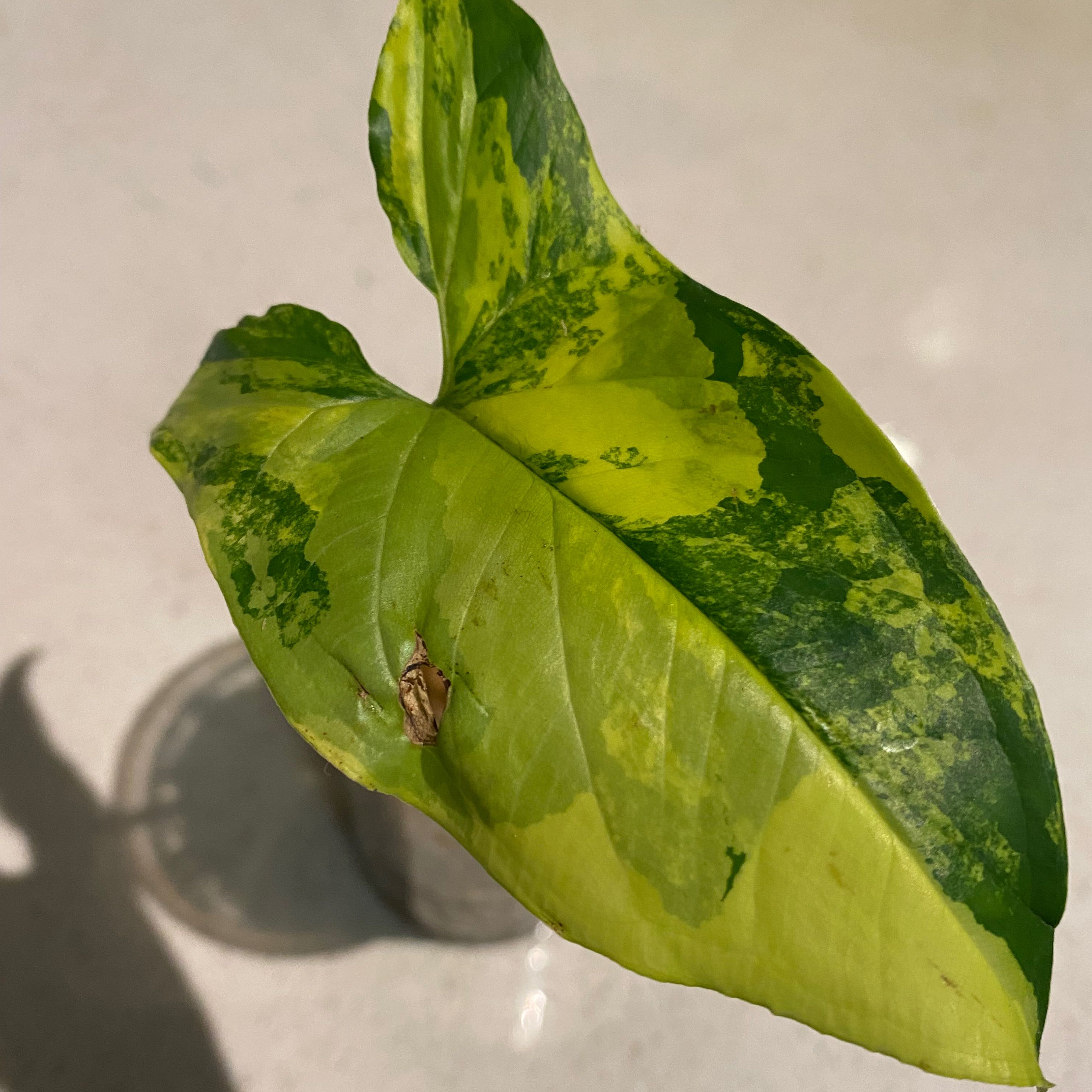 Syngonium 'Gold Allusion' leaf with green and yellow variegation and an insect on it.