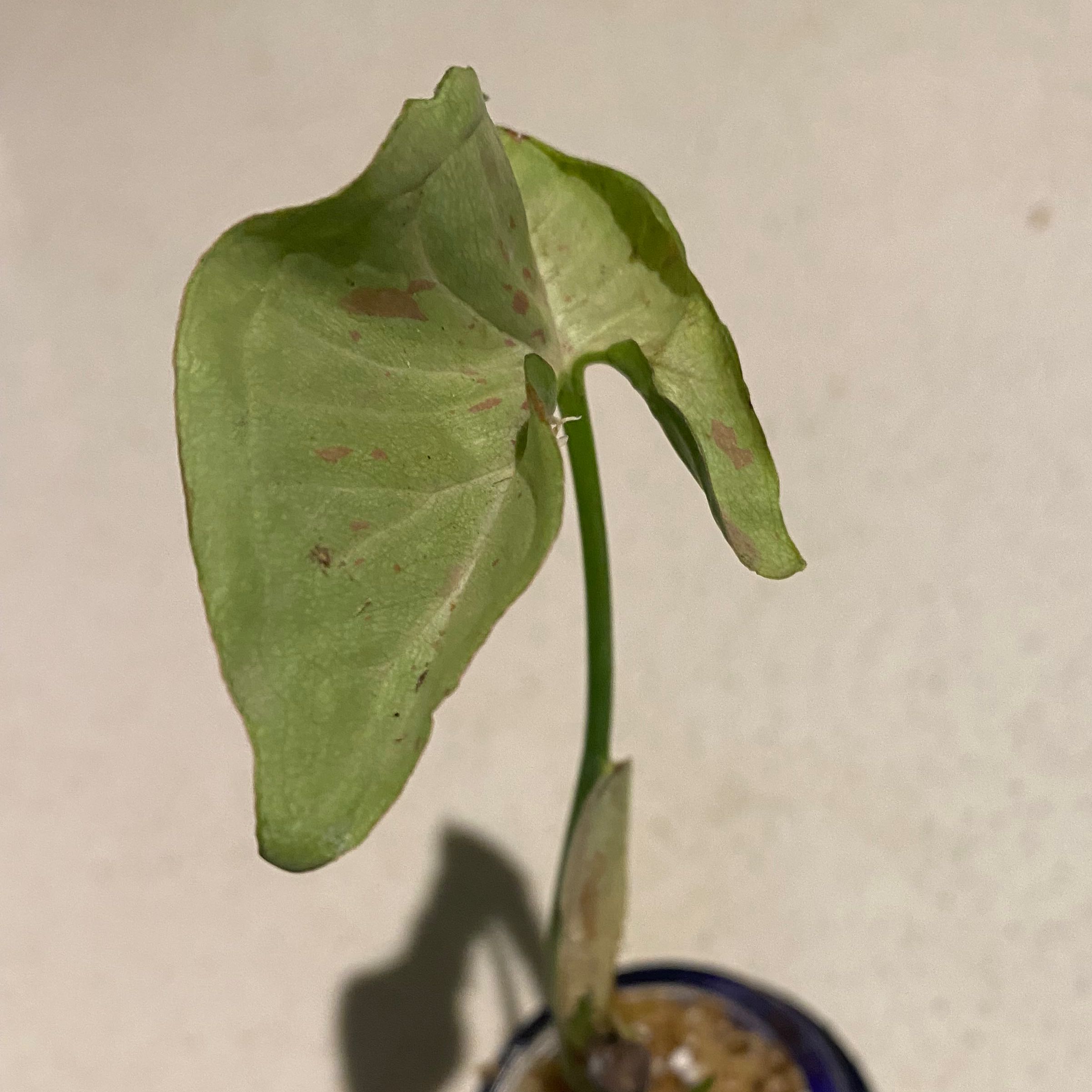Syngonium 'Milk Confetti' plant with some leaf discoloration and visible soil.