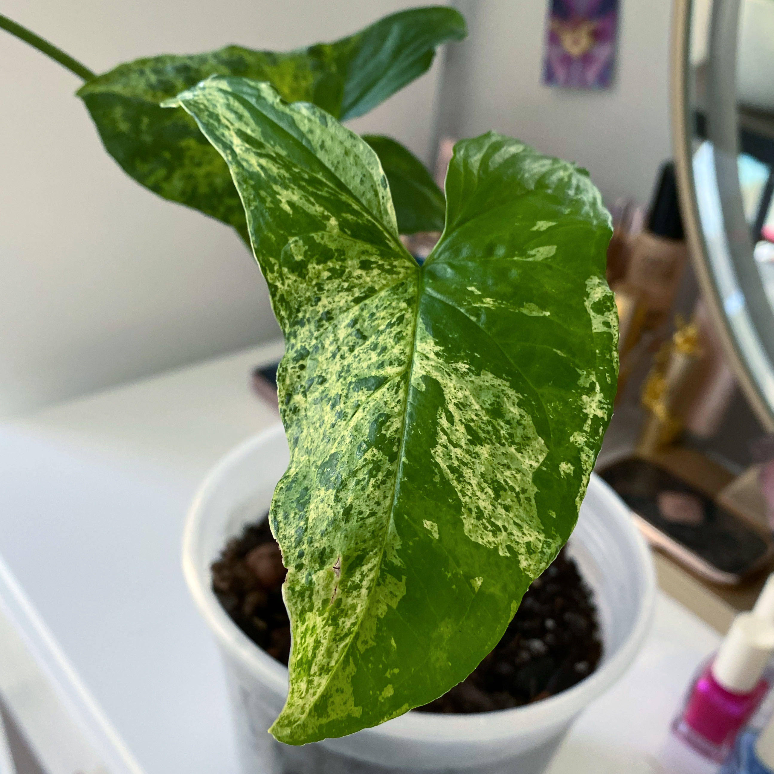 Syngonium podophyllum 'Mojito' plant with variegated green and white leaves in a pot.