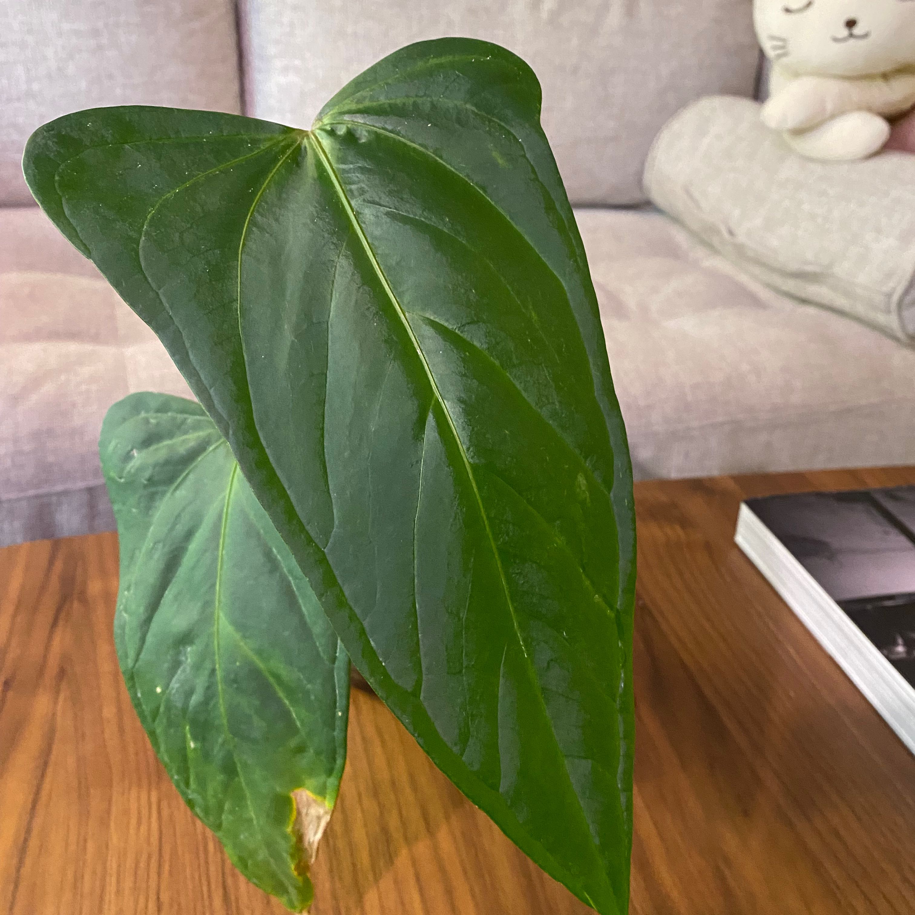 Anthurium crystallinum magnificum with large, glossy, heart-shaped leaves on a wooden table.
