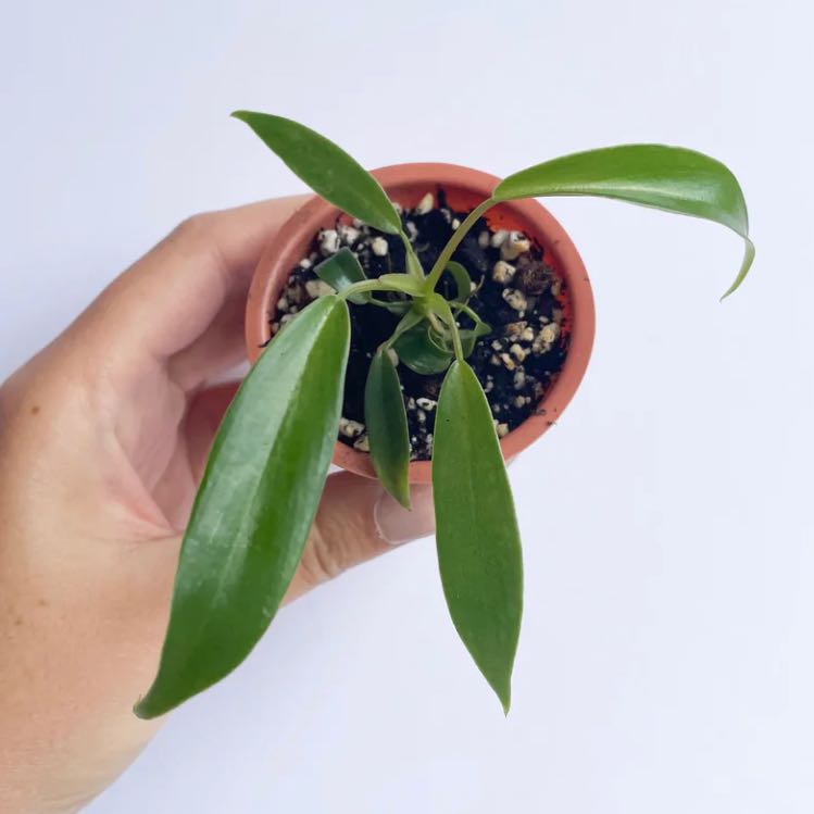 Philodendron 'Florida' plant in a pot held by a hand, showing healthy green leaves.