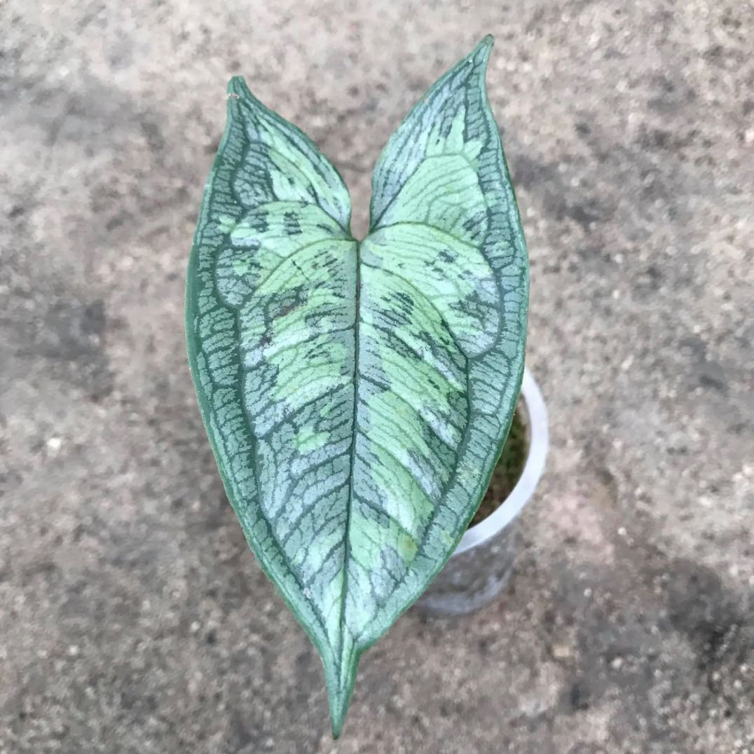 Plant care for Grosourdya callifera on Greg, the plant care app