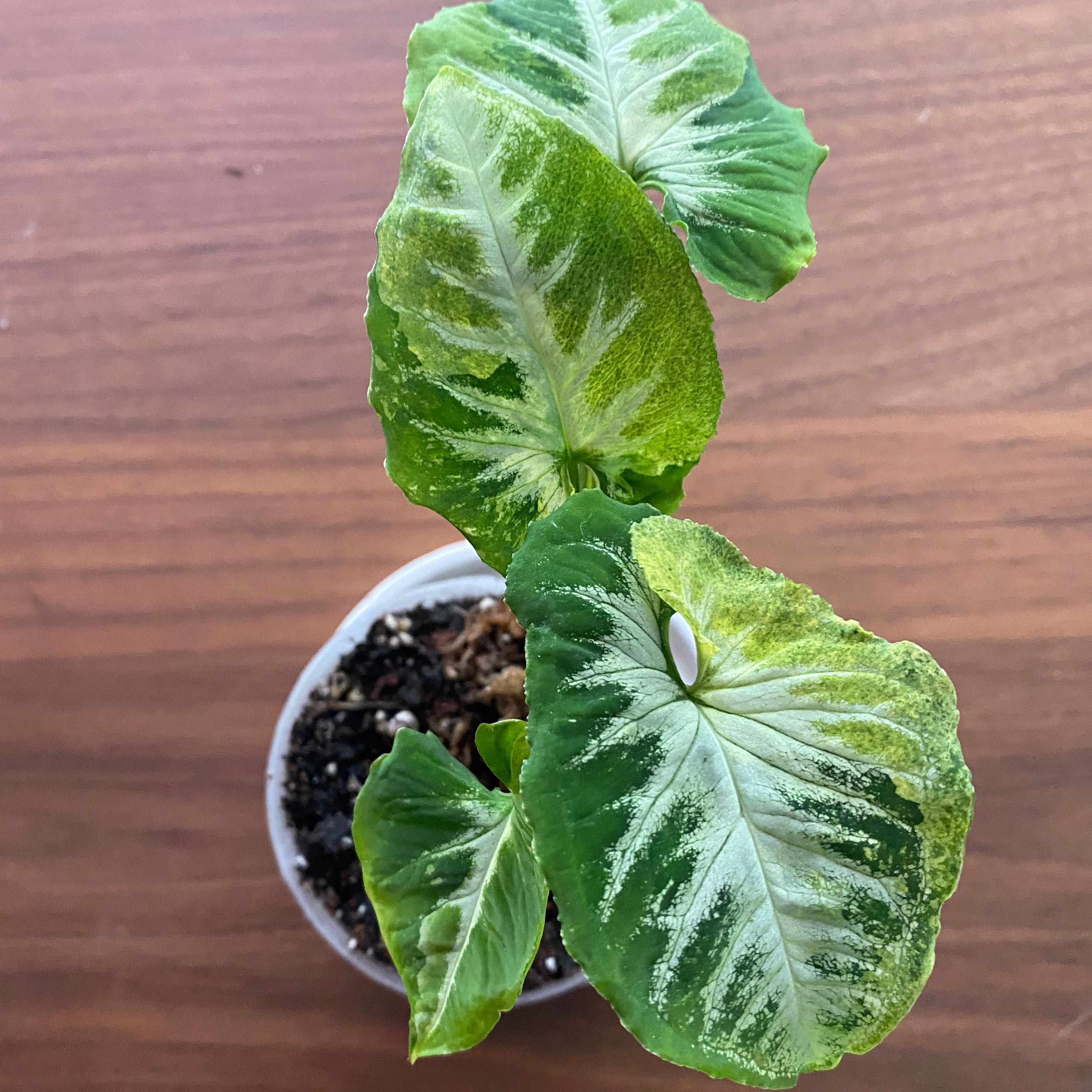 Syngonium wendlandii plant with variegated leaves in a small pot, showing some yellowing and browning.