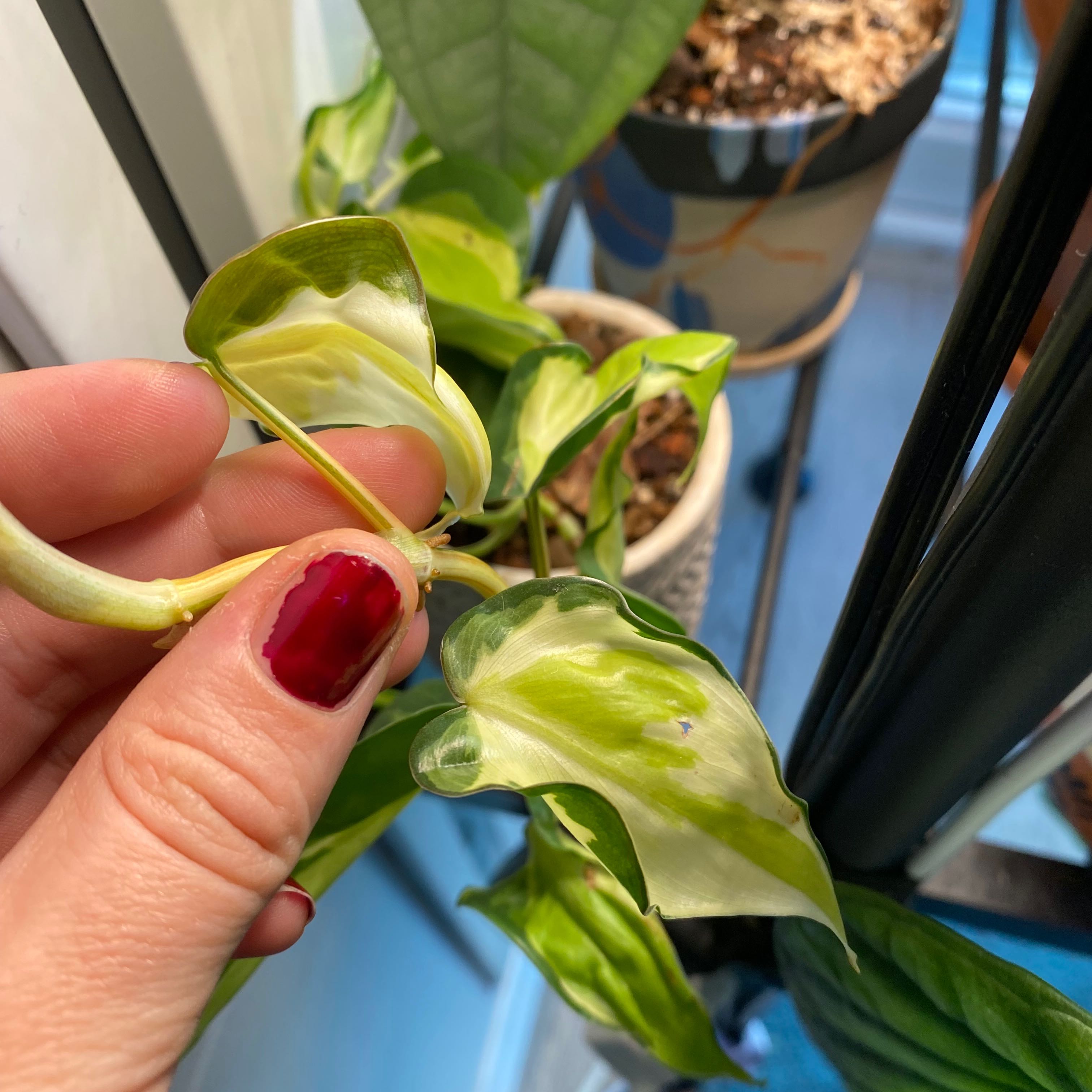 Philodendron 'Cream Splash' plant with variegated leaves held by a hand.