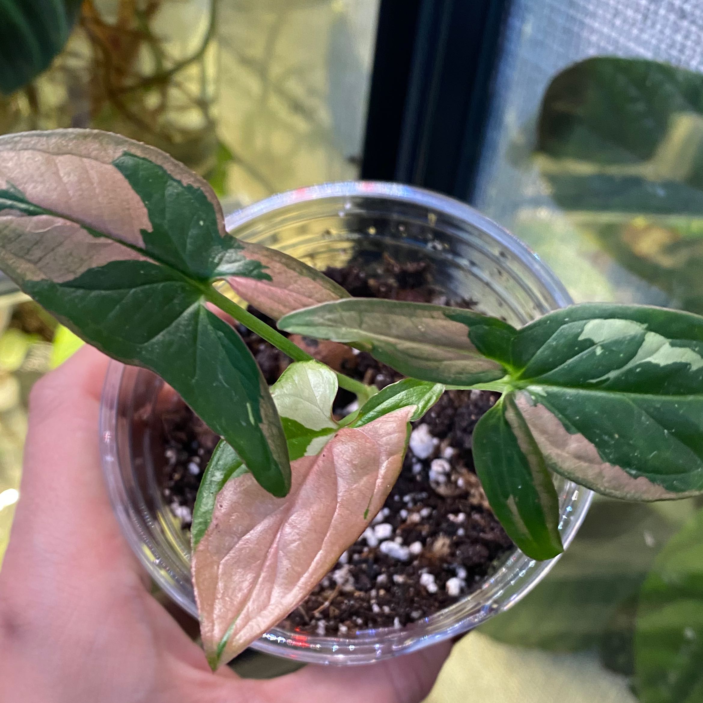 Photo of the plant species Syngonium 'Mini Allusion' by @margot named Mathilda on Greg, the plant care app
