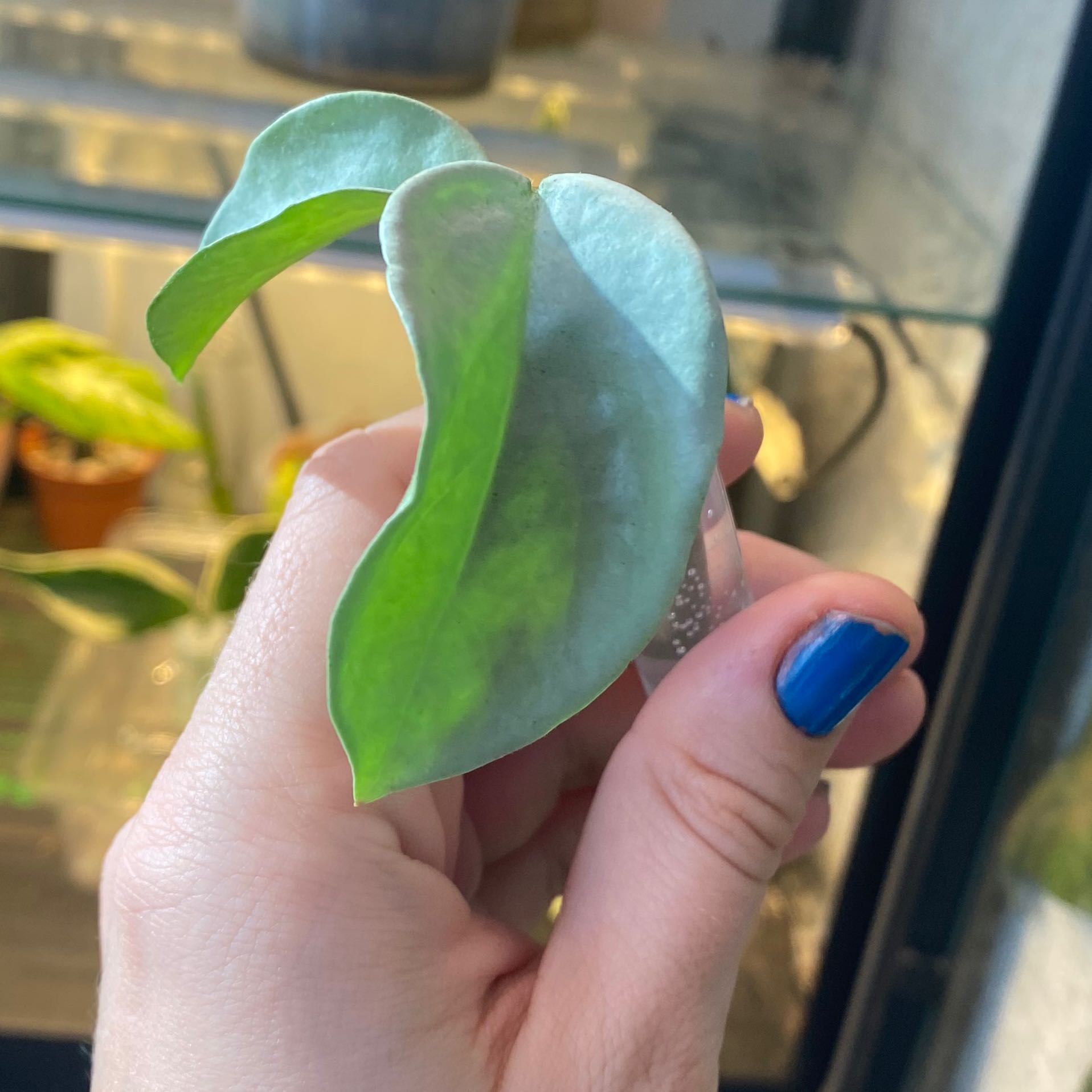 Photo of the plant species Grey Ghost Hoya Carnosa by @margot named Blue hope on Greg, the plant care app