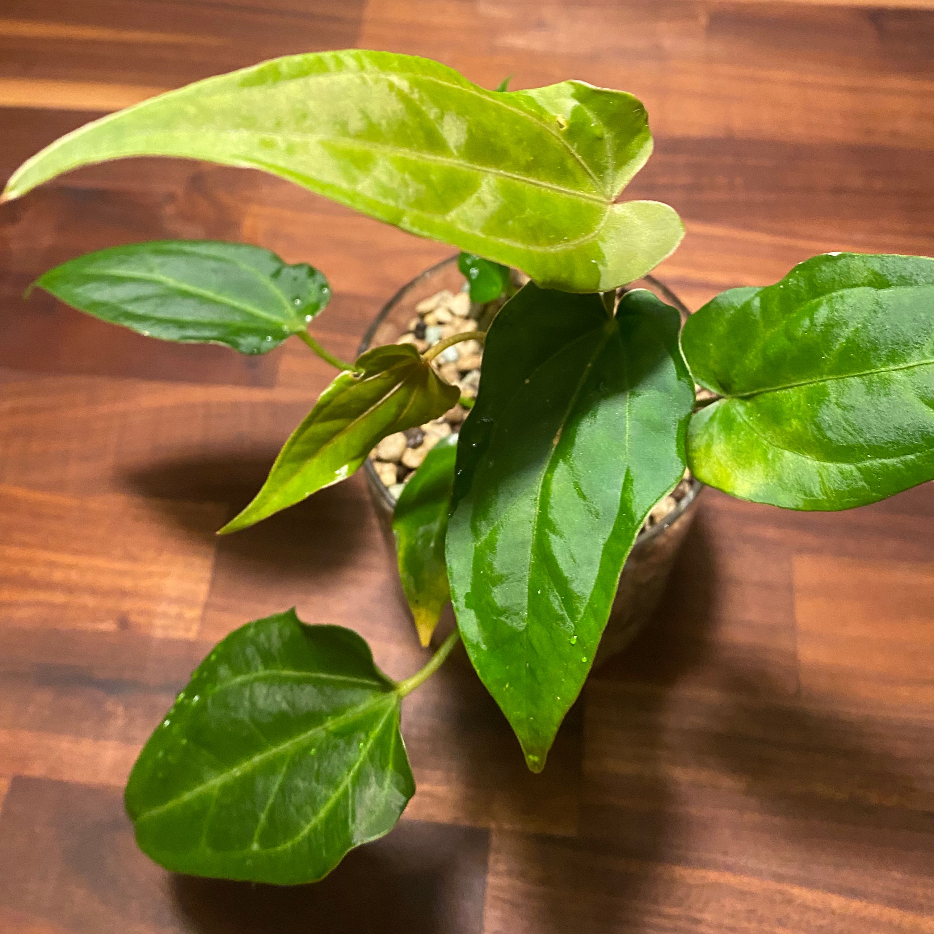 Photo of the plant species Anthurium (SKG 'Ace of Spades' x papillilaminum) x besseae aff by @margot named Raven queen on Greg, the plant care app