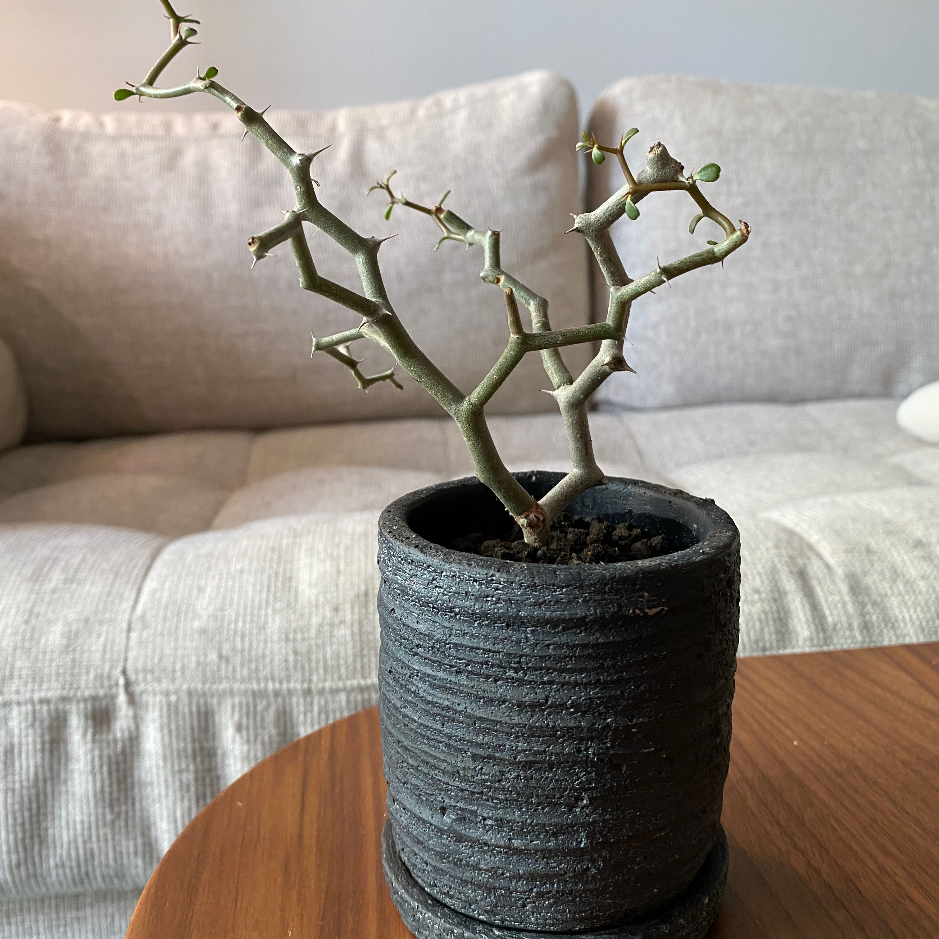 Photo of the plant species Zig Zag Plant by @margot named Shadowfell on Greg, the plant care app