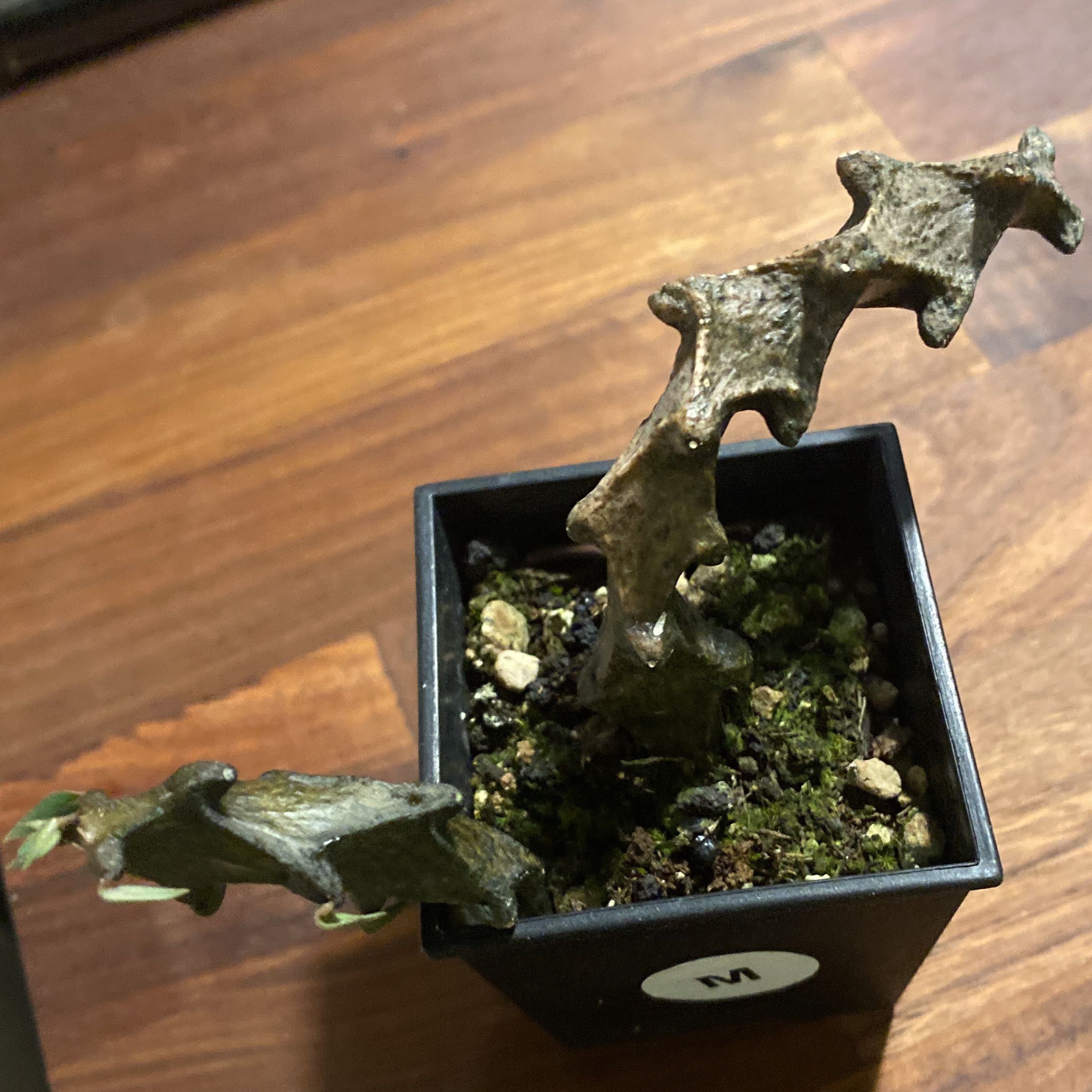 Photo of the plant species Ceropegia bosseri by @margot named The hag on Greg, the plant care app