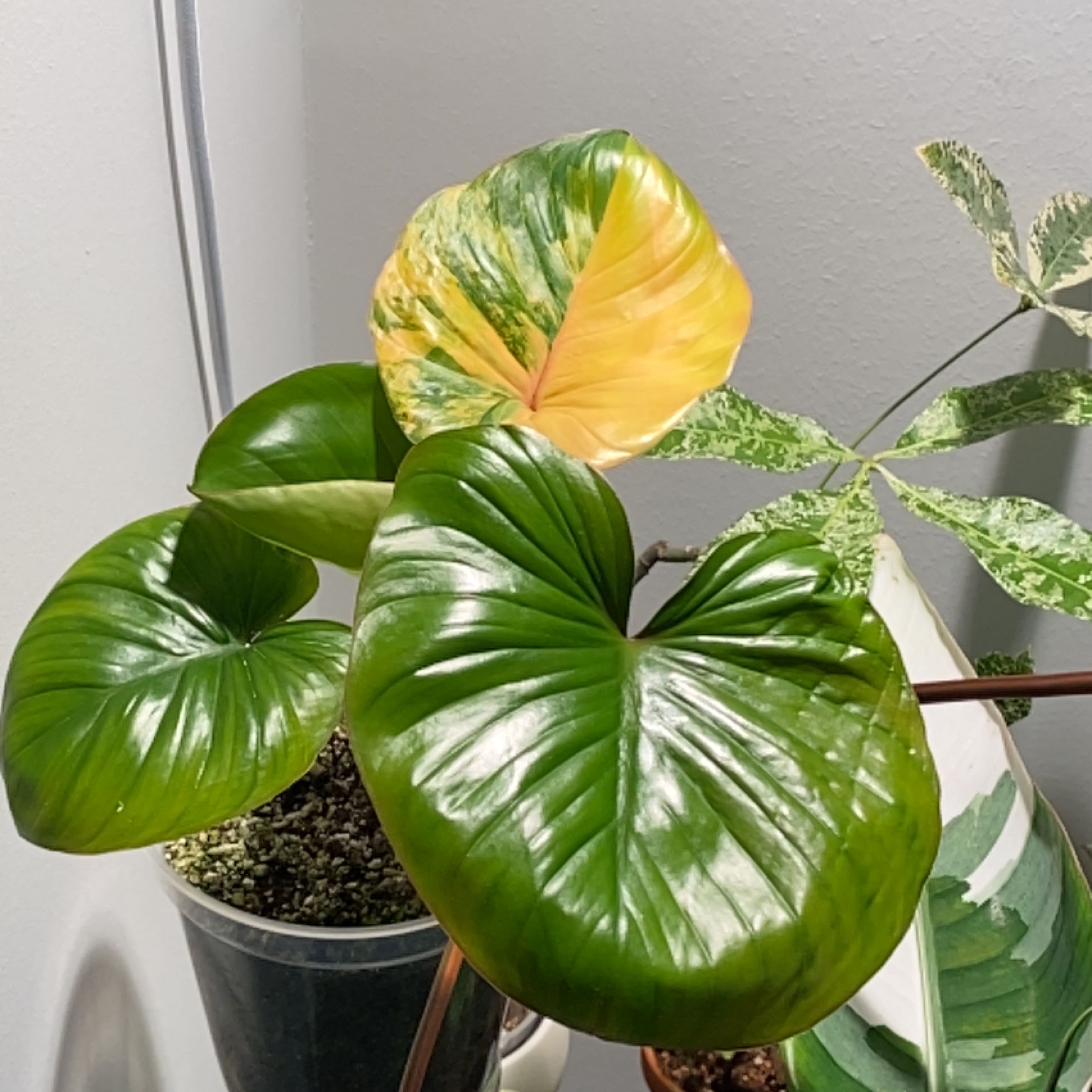 Photo of the plant species Homalomena Pink by @margot named Love on Greg, the plant care app