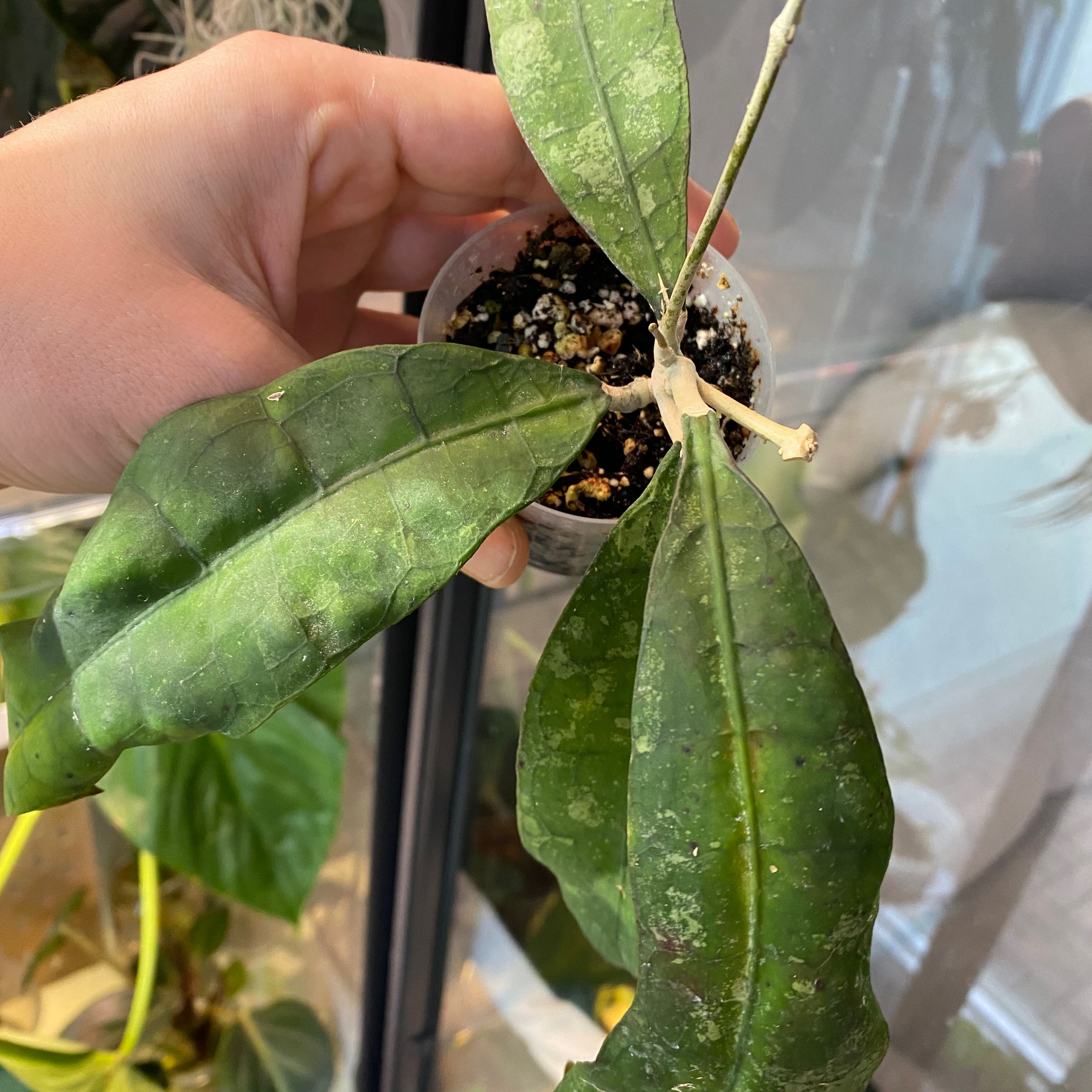 Stiff Leafed Hoya plant with three leaves, some discoloration and spots, held by a hand.