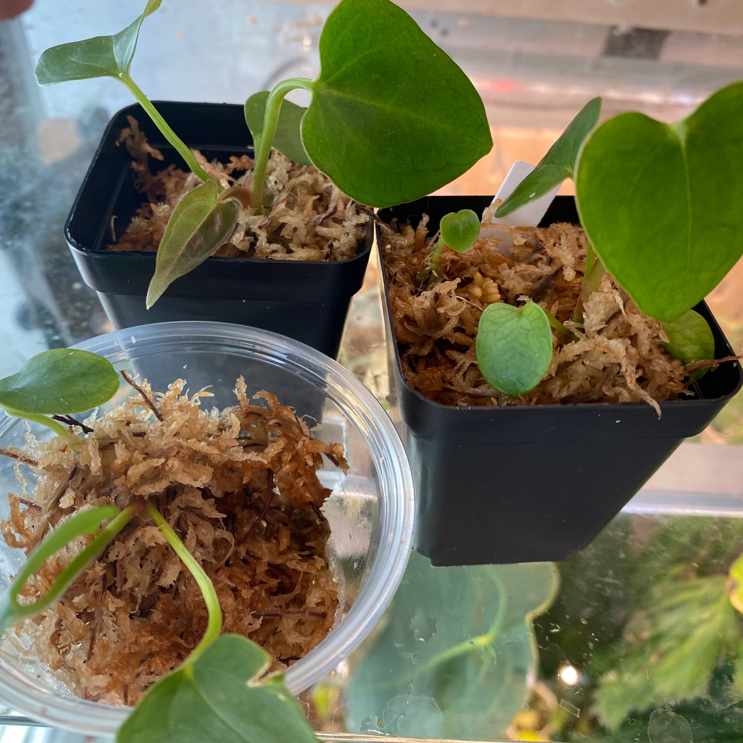 Three small Anthurium magnificum plants in pots with moss substrate, appearing healthy.