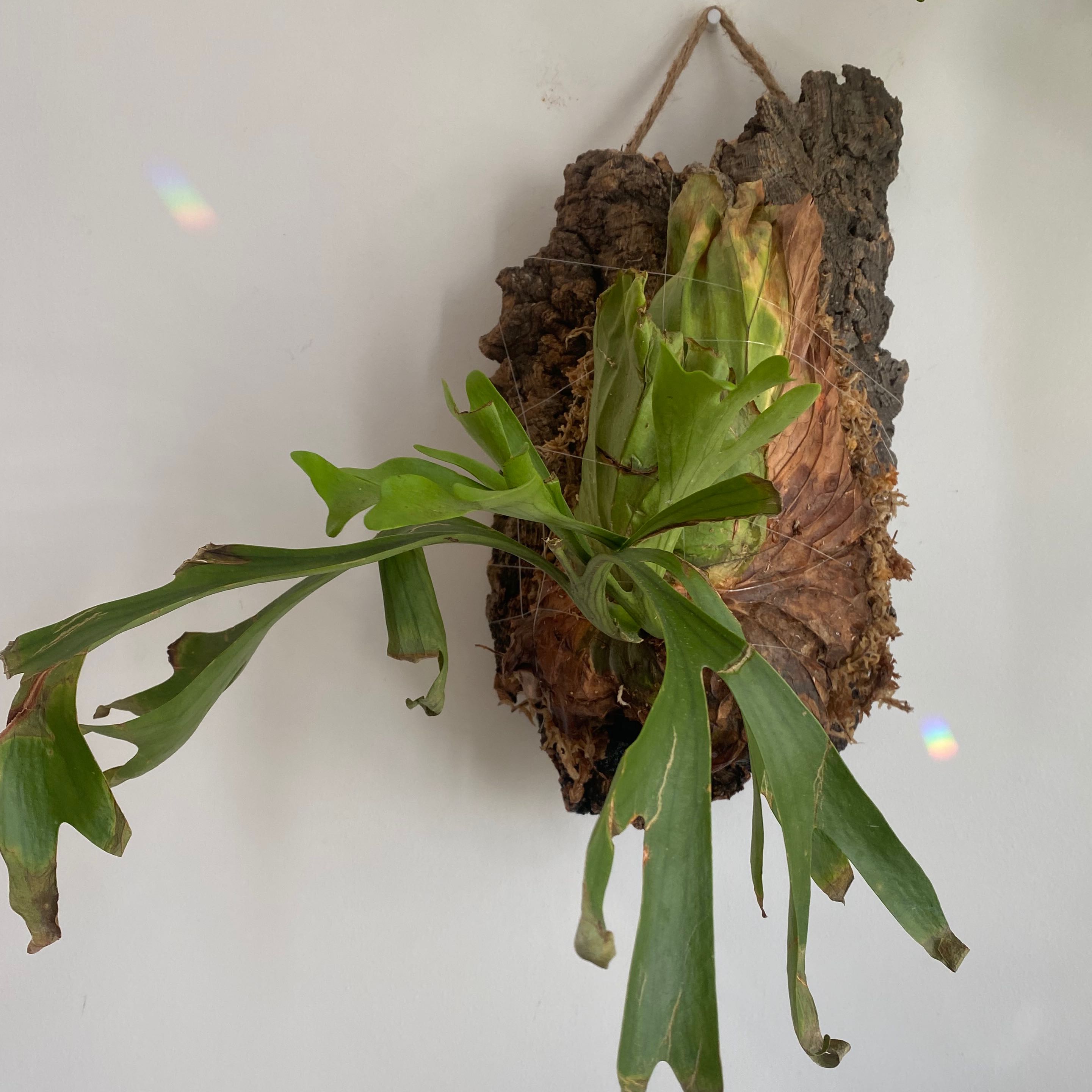 Photo of the plant species Ridley's Staghorn Fern by @margot named Sol on Greg, the plant care app
