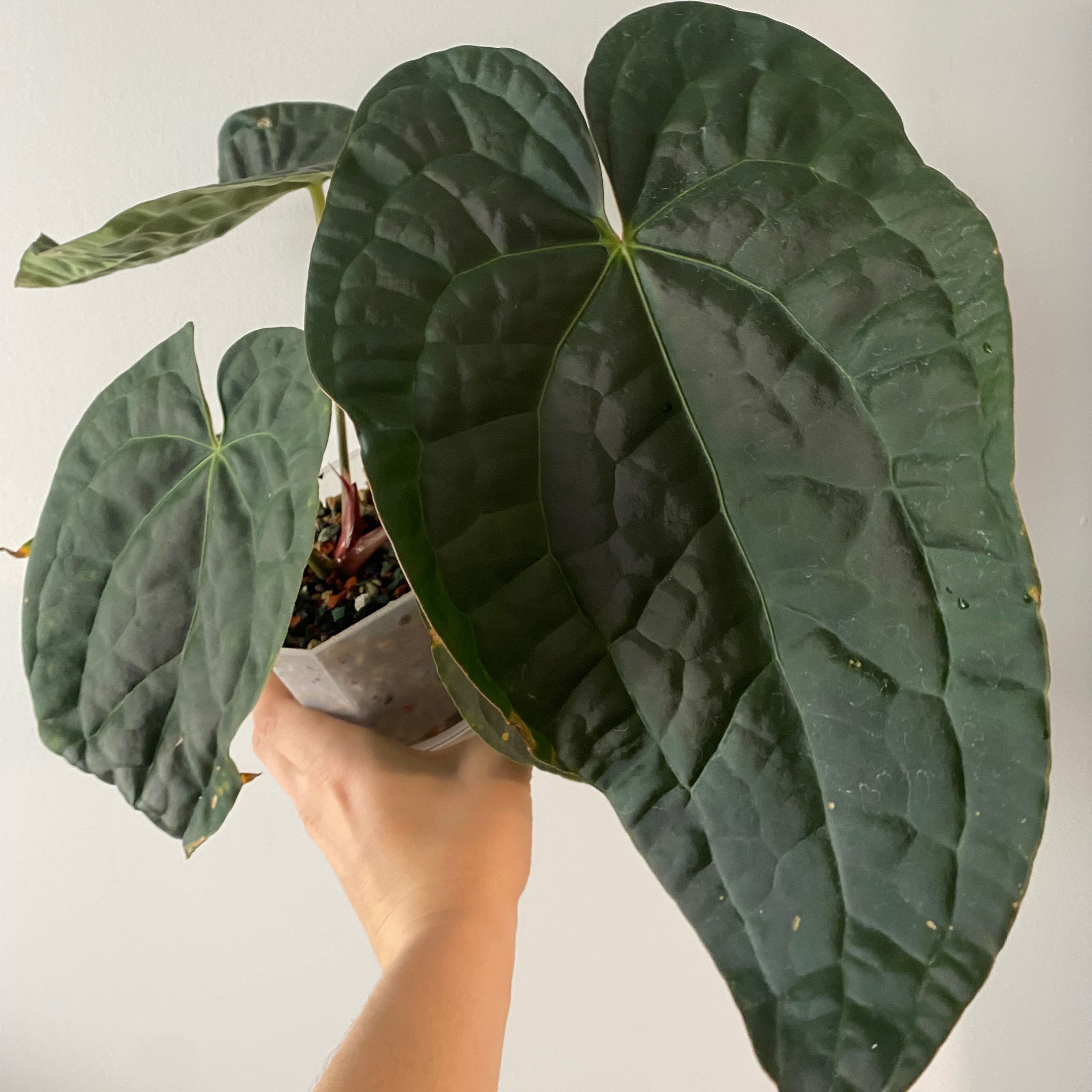 How Do I Propagate My Anthurium crystallinum x magnificum?