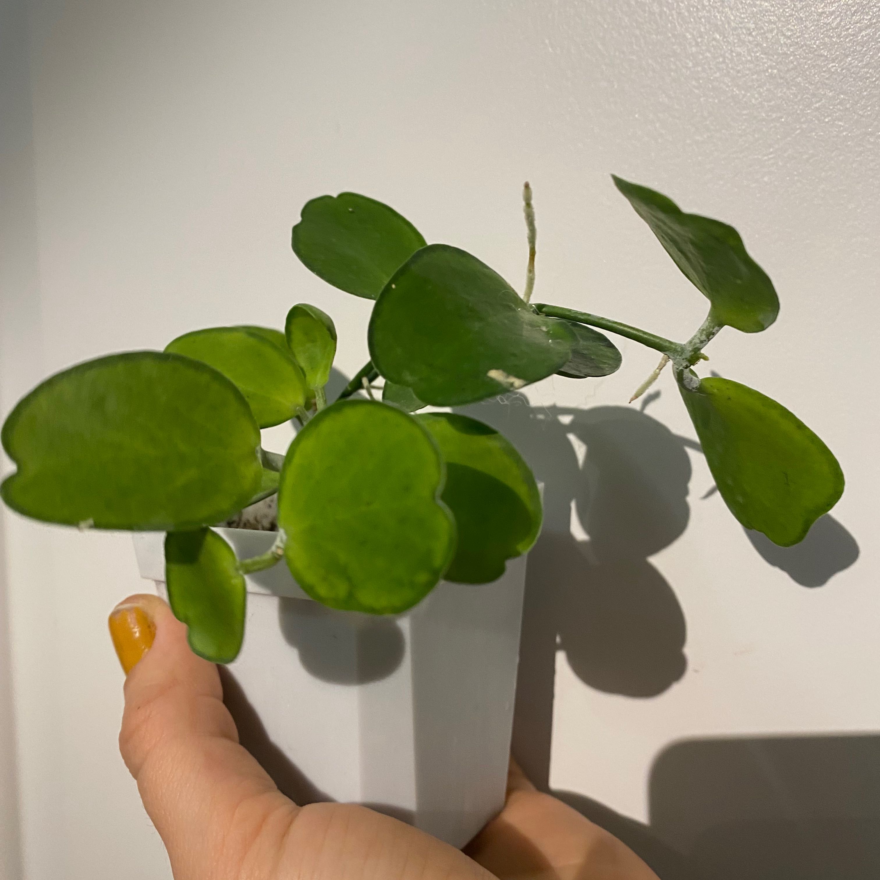 Photo of the plant species Dischidia 'Green Cascade' by @margot named Hobbit on Greg, the plant care app