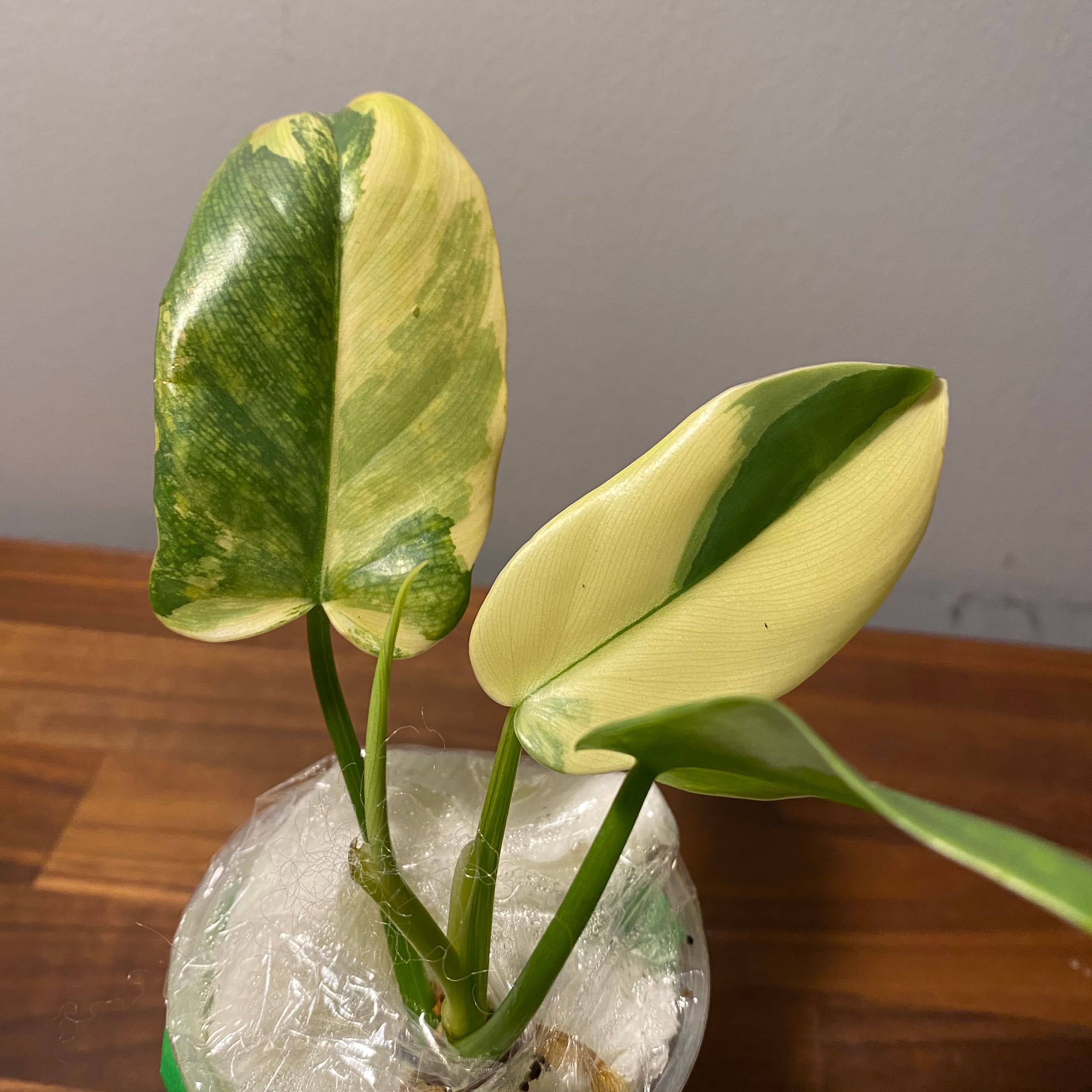 Philodendron Gold Violin plant with variegated leaves in a pot.